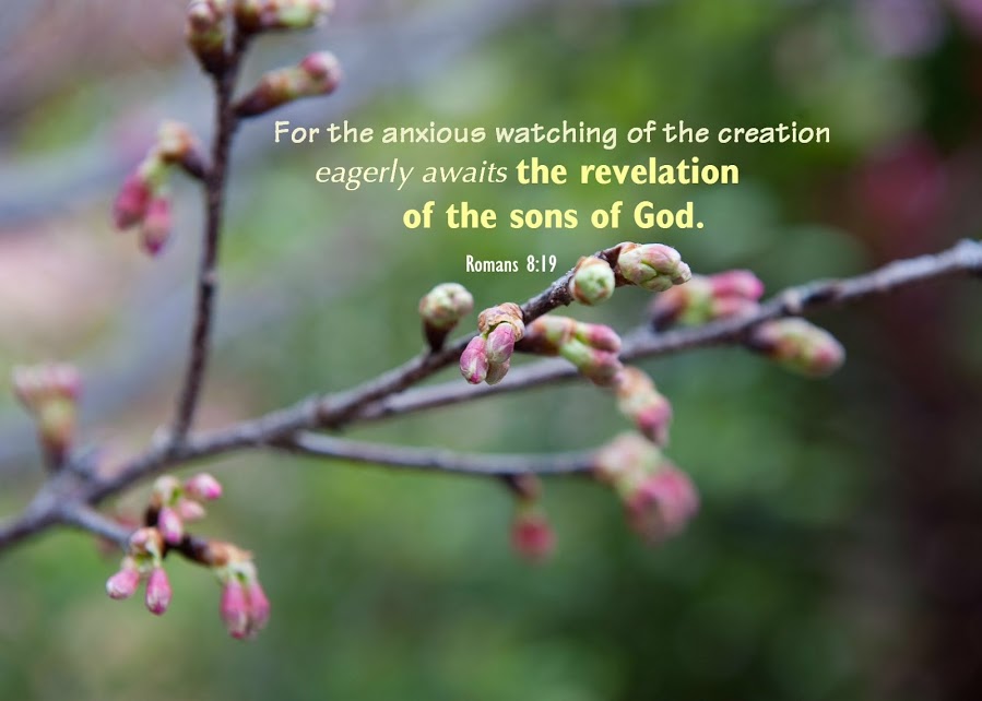 What Does It Mean That All of Creation Groans?