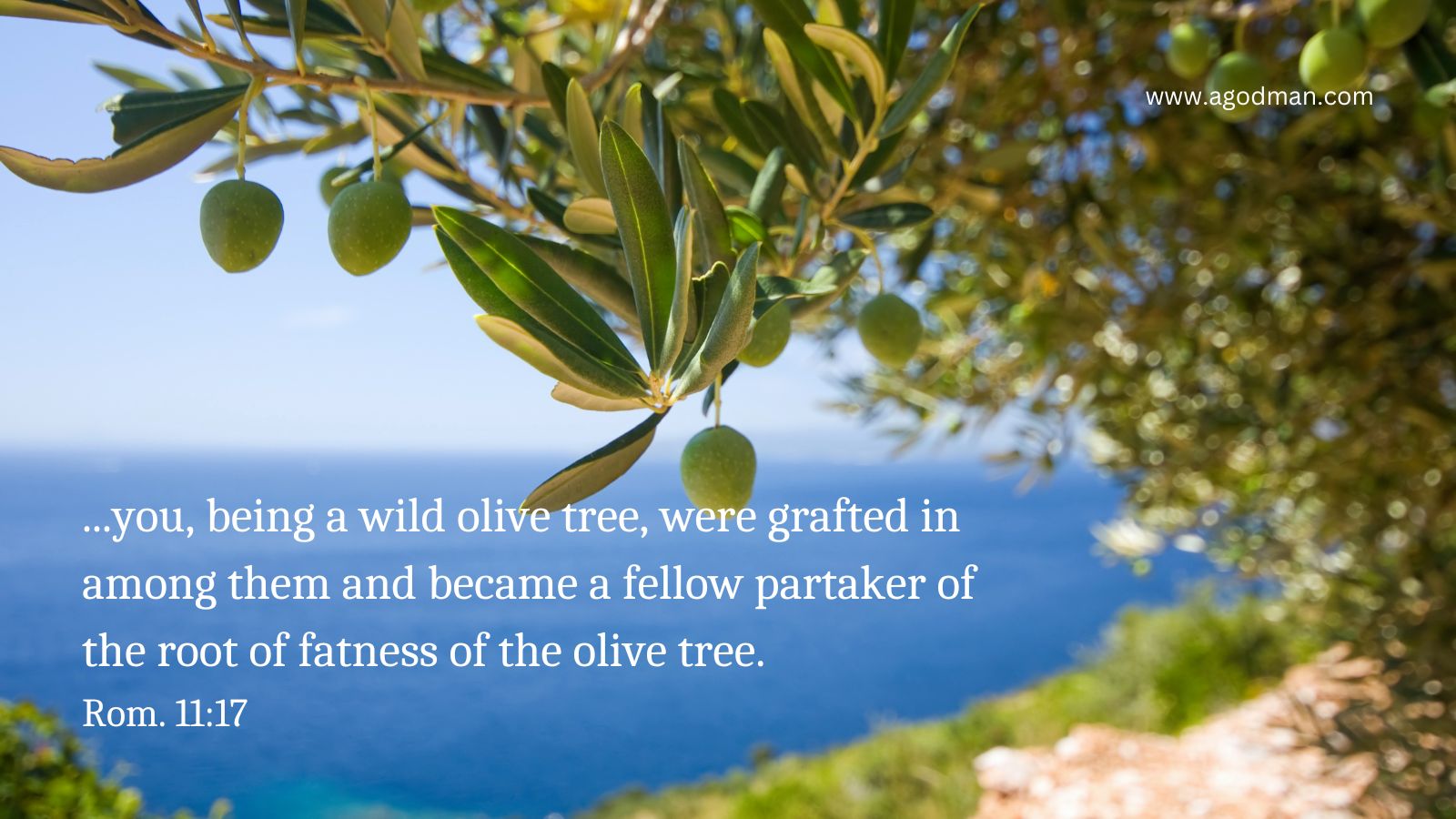 In the Grafted Life the Human Life is Enriched by the Divine Life